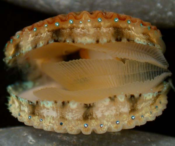 close up of Argopecten gibbus (Atlantic calico scallop) , showing eye-spots and mantle